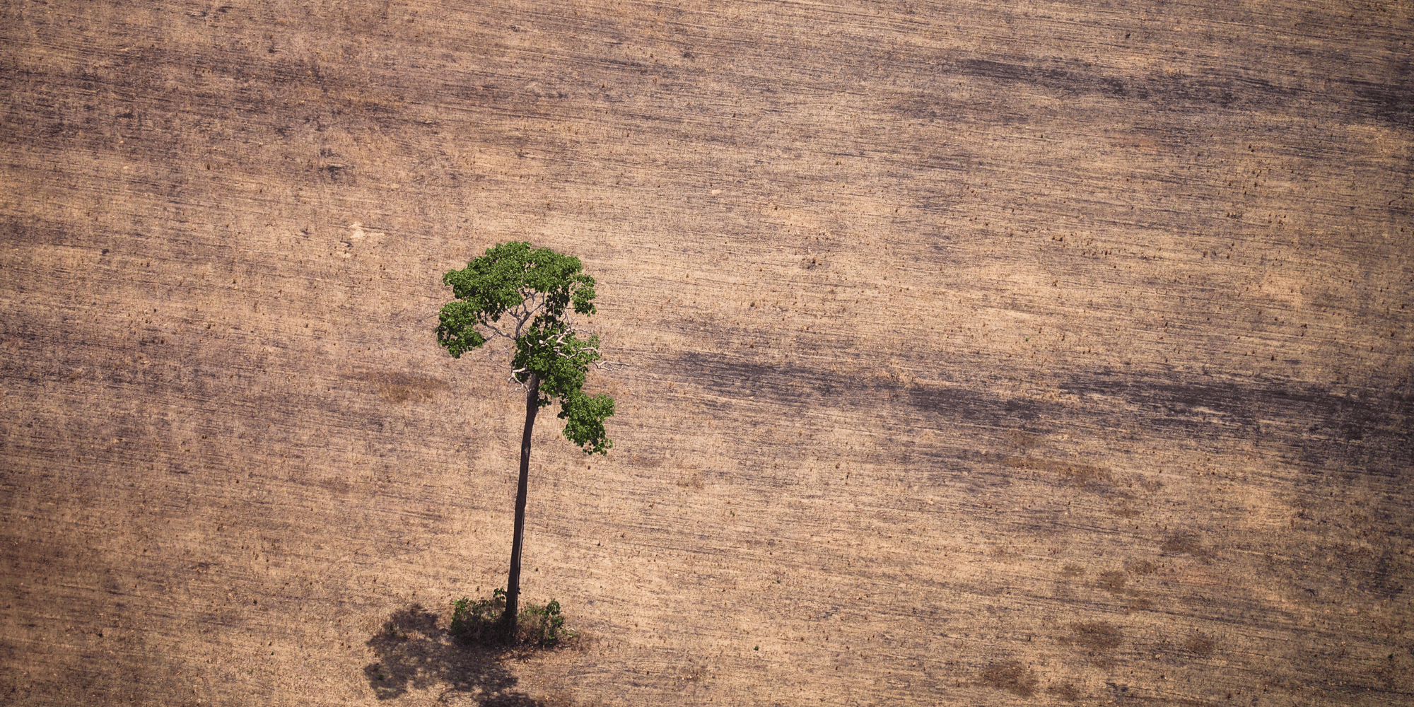 04. One Tree Standing (5831 x 8745 px)_Raphael_Alves