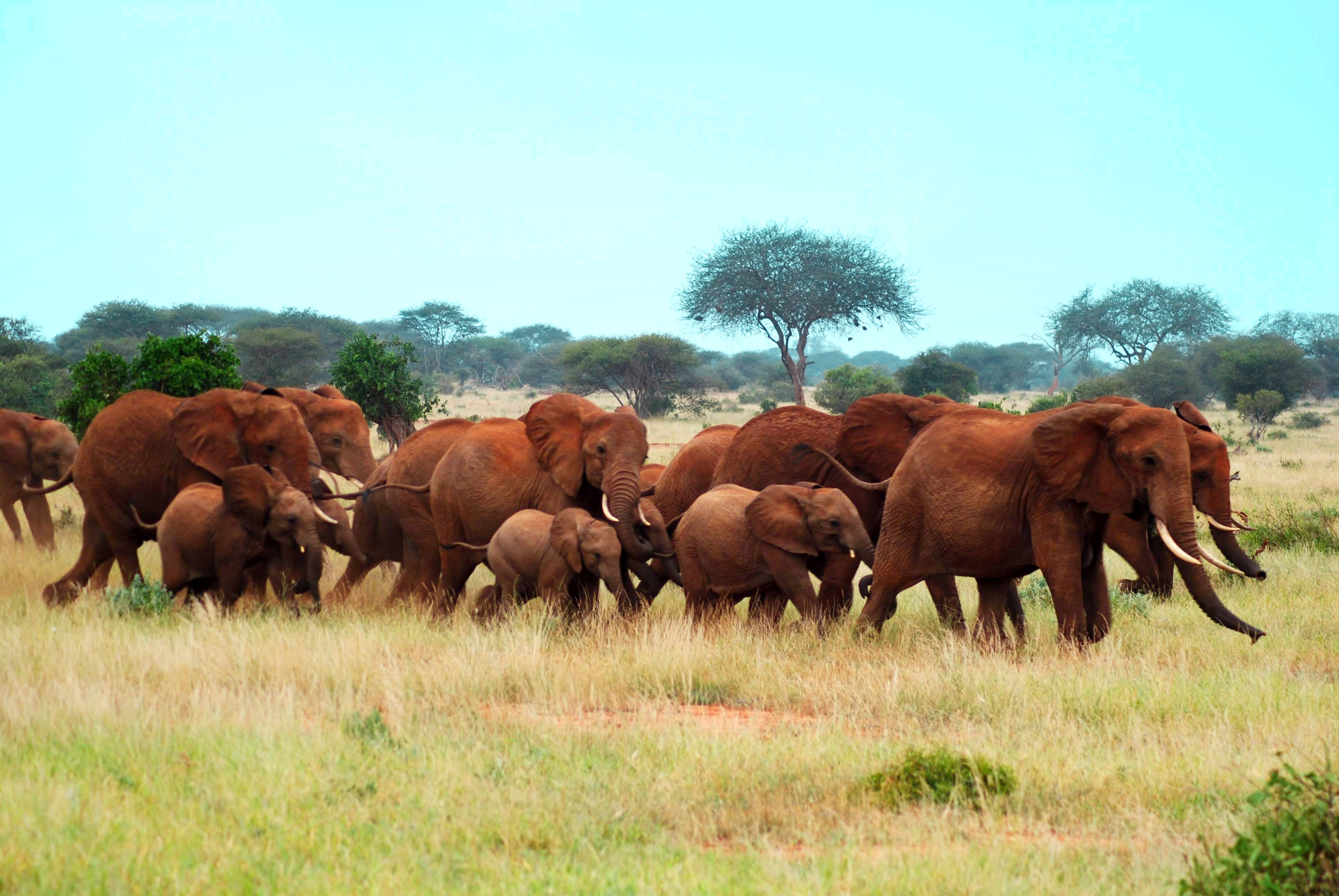 2015_01_23,24,25_TsavoAmboseli_174