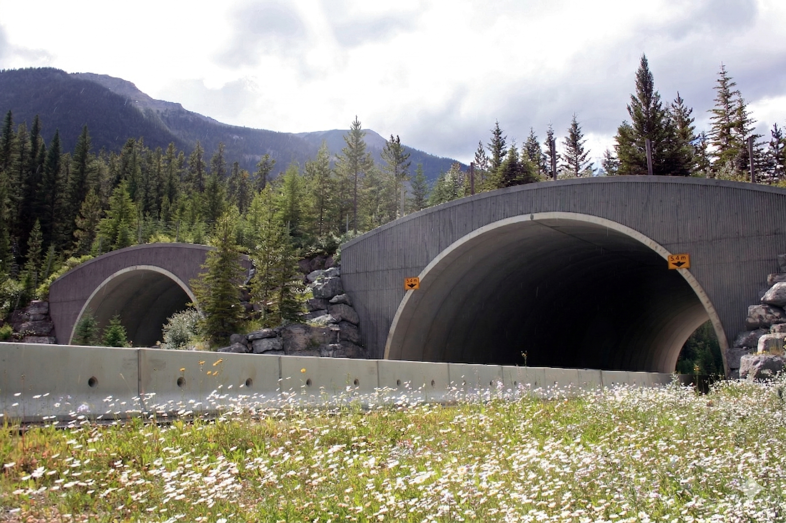 Gemini_Generated_Image_f66wi8f66wi8f66w