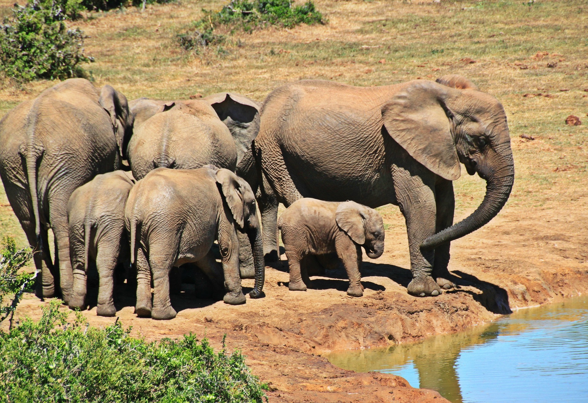 cocoparisienne-elephants-1092508_1920