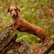 dachshund