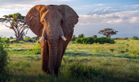 fc-active-projects-5