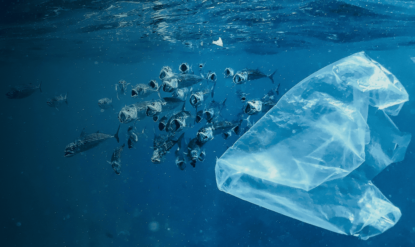 fc-impace-on-bio-diversity