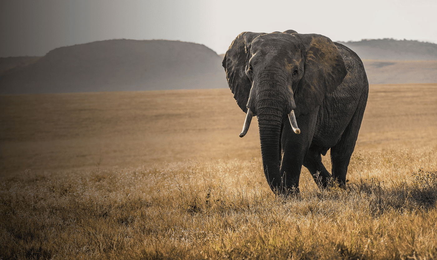 fc-restoring-bio-diversity