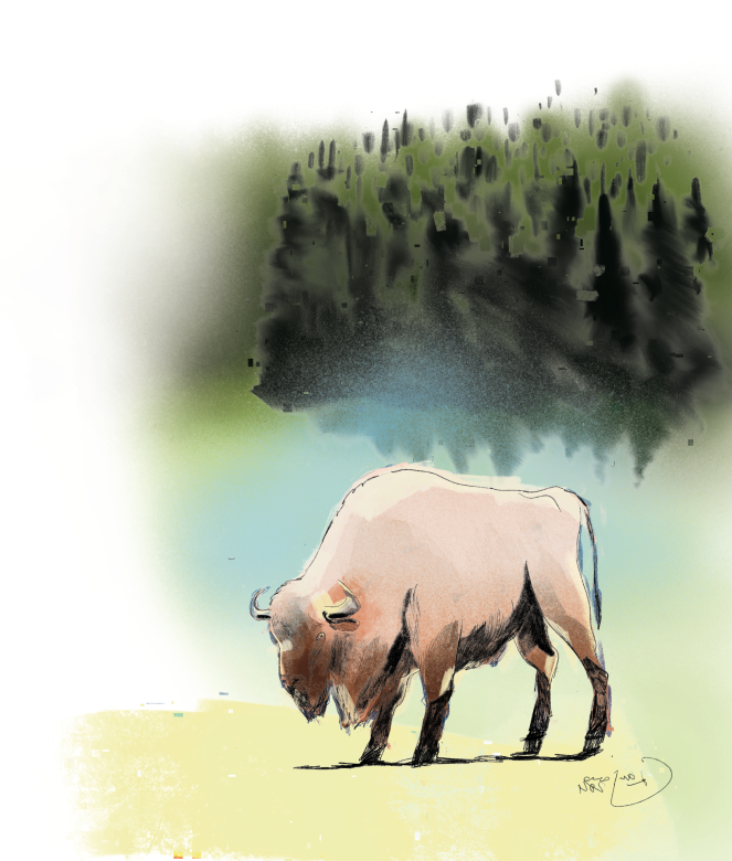 Bialowieza 2 Bialowieza 2