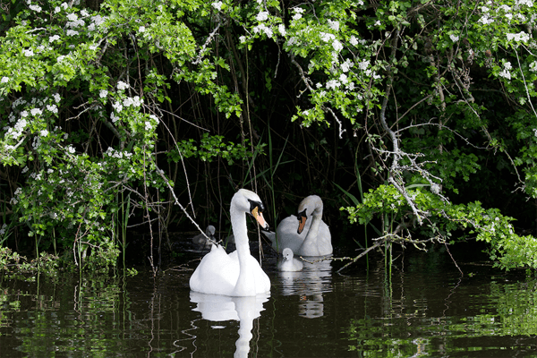 lacs_swan_2