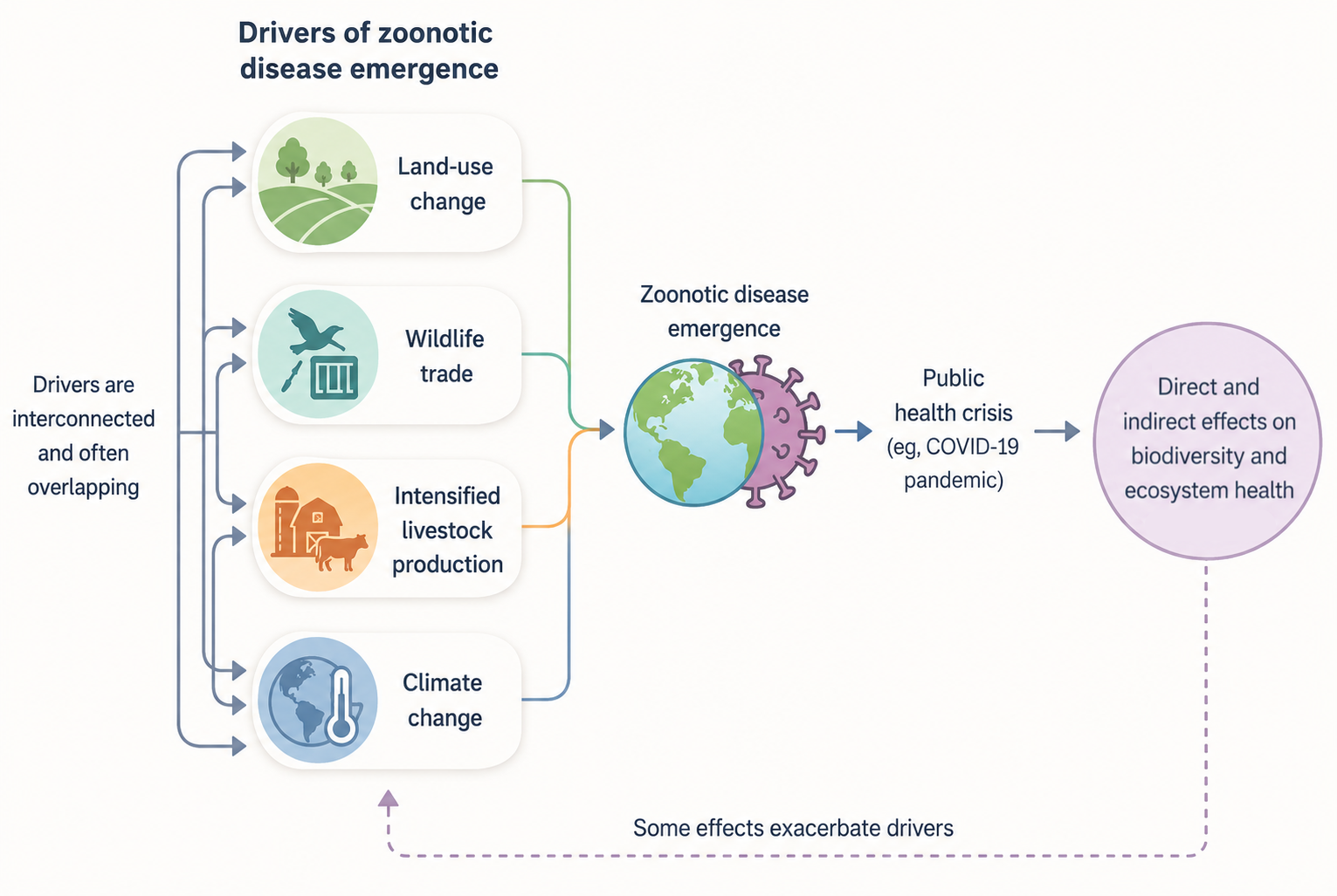 lancet
