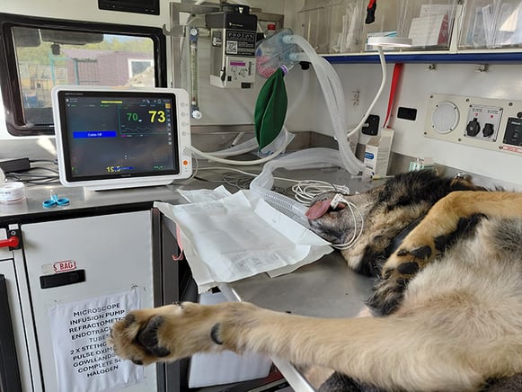nowzad_3
