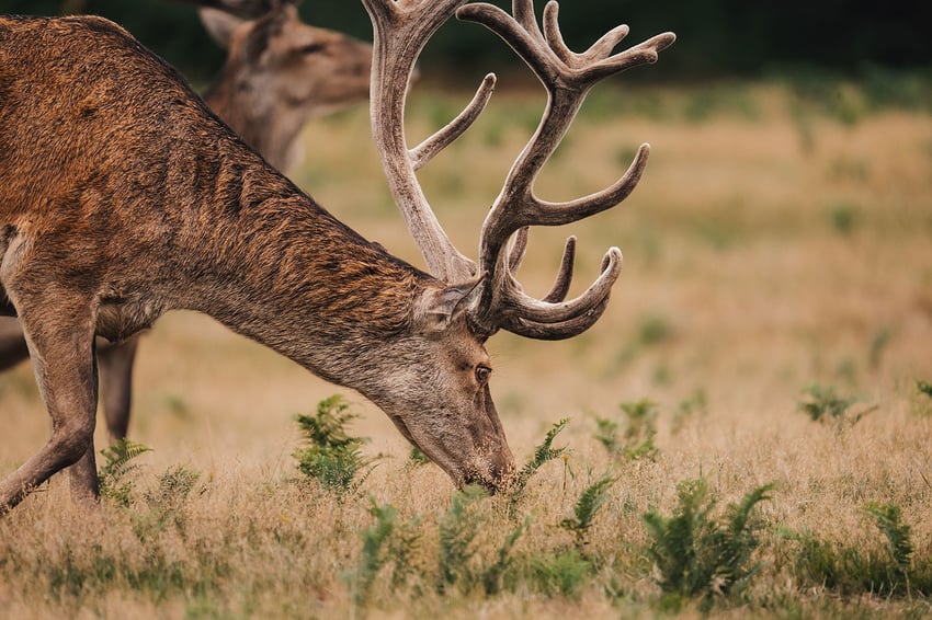 uk-hunting-deer