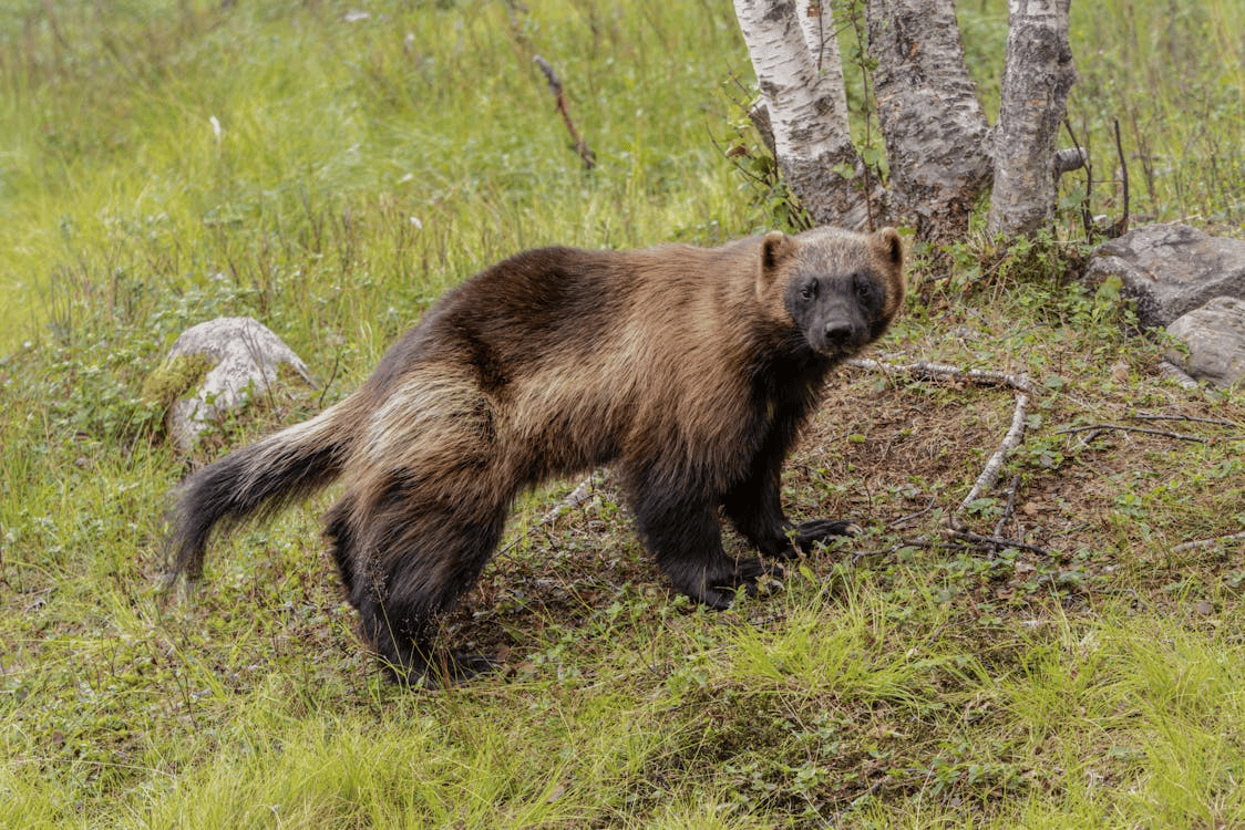 01_wolverine-project-pubblicazione-scientifica-con-ricaduta-mediatica