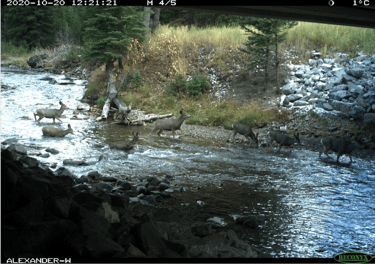 03_ecodotti-di-osburn-idaho-la-fauna-li-usa-gia