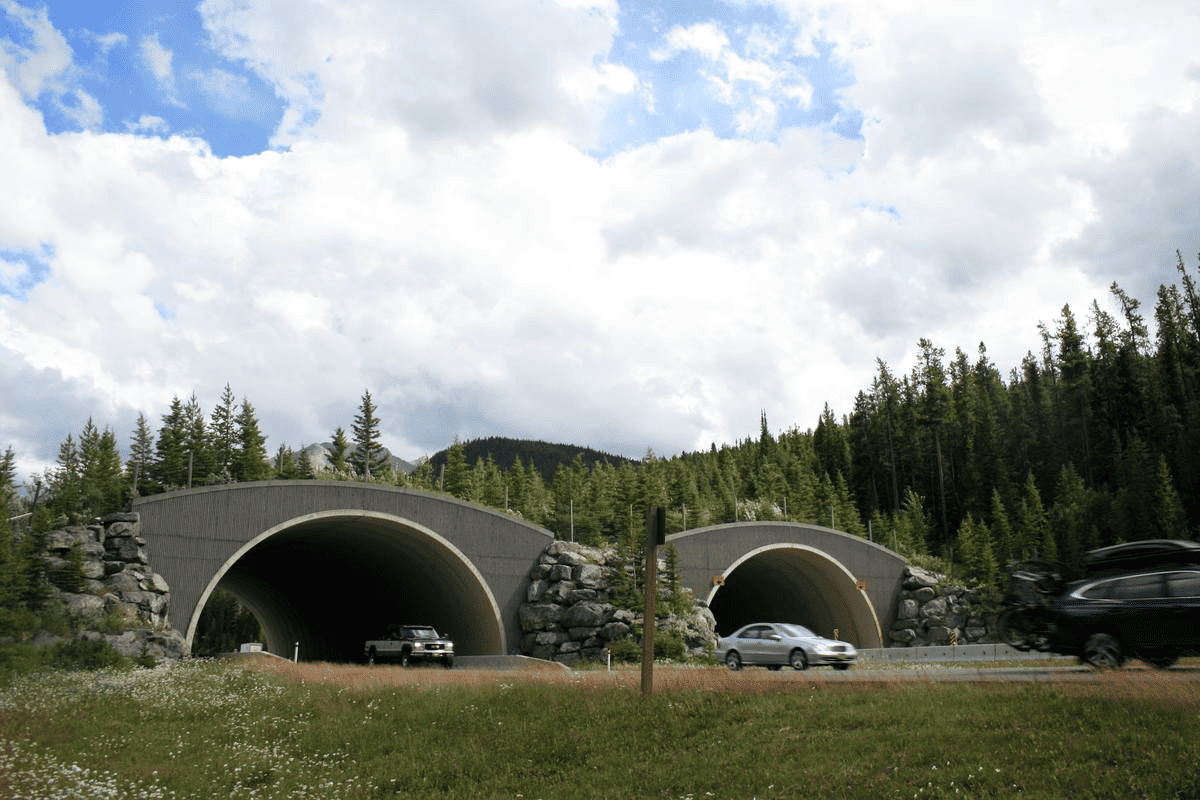 04_nuovo-sovrappasso-island-ridge-annunciato-sulla-highway-3-in-alberta