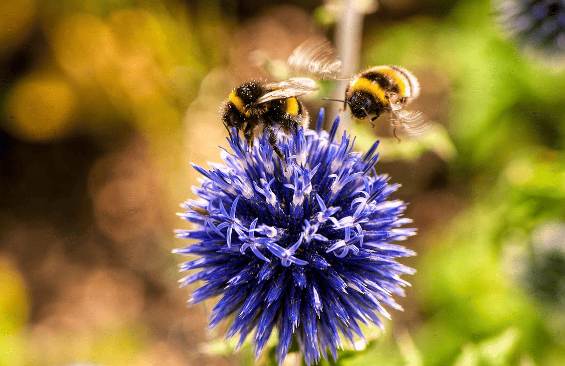 05_rapporto-iucn-y2y-caso-studio-per-la-conservazione-su-larga-scala