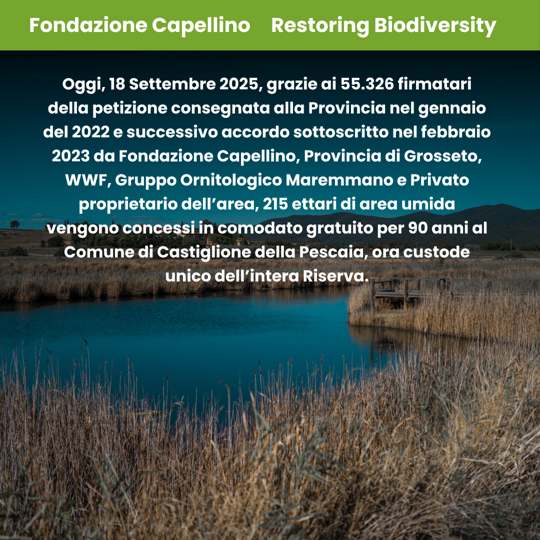 Diaccia Botrona: conclusione