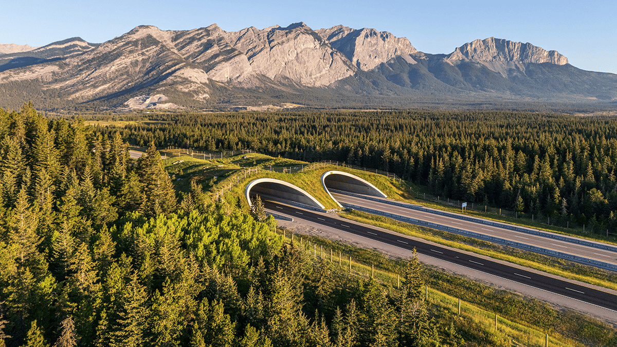 10_apertura-del-primo-sovrappasso-faunistico-in-alberta-fuori-dai-parchi