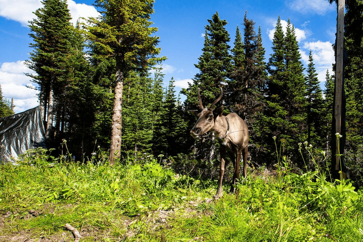 15_film-sul-caribou-nel-nord-della-columbia-britannica