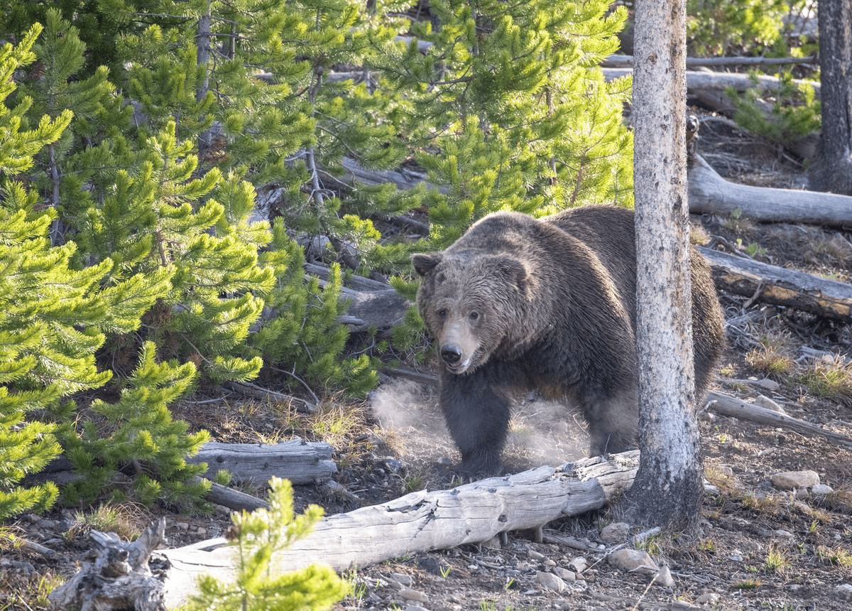 20_comunita-bear-smart-almeno-40-in-tutta-la-regione