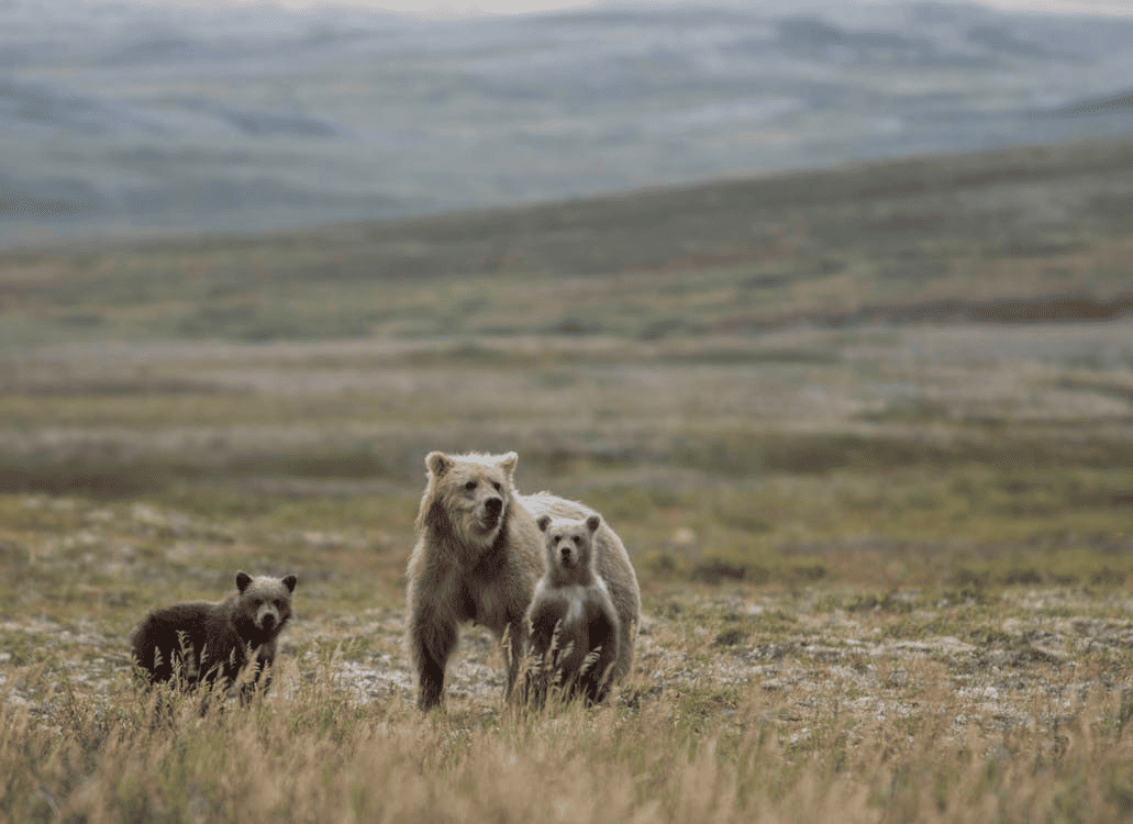 24_convivere-con-gli-orsi-grizzly-la-elk-valley-coexistence-coalition