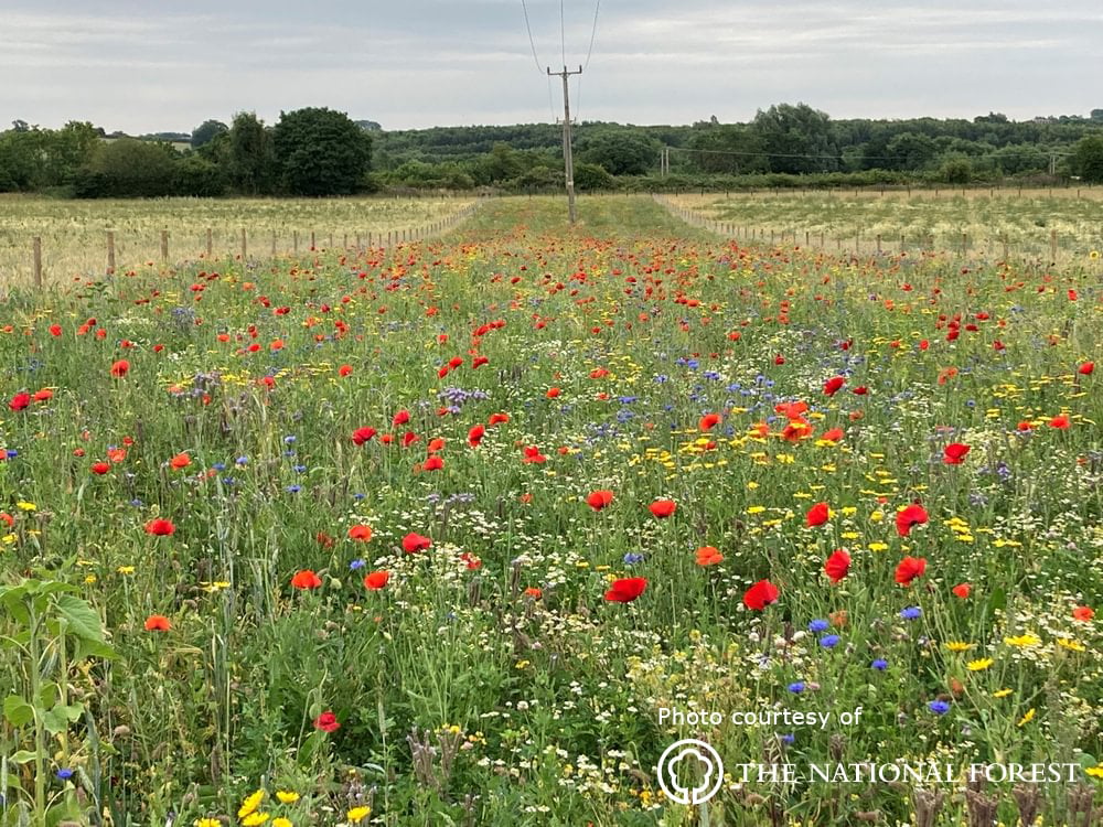 From Coal Mine to Bird Song: Nature Recovery in th...