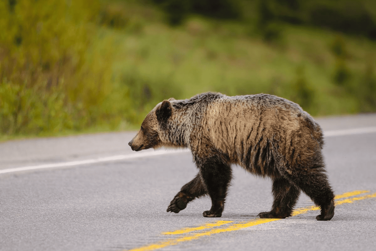 28_oltre-30-milioni-di-dollari-per-la-highway-93-in-montana