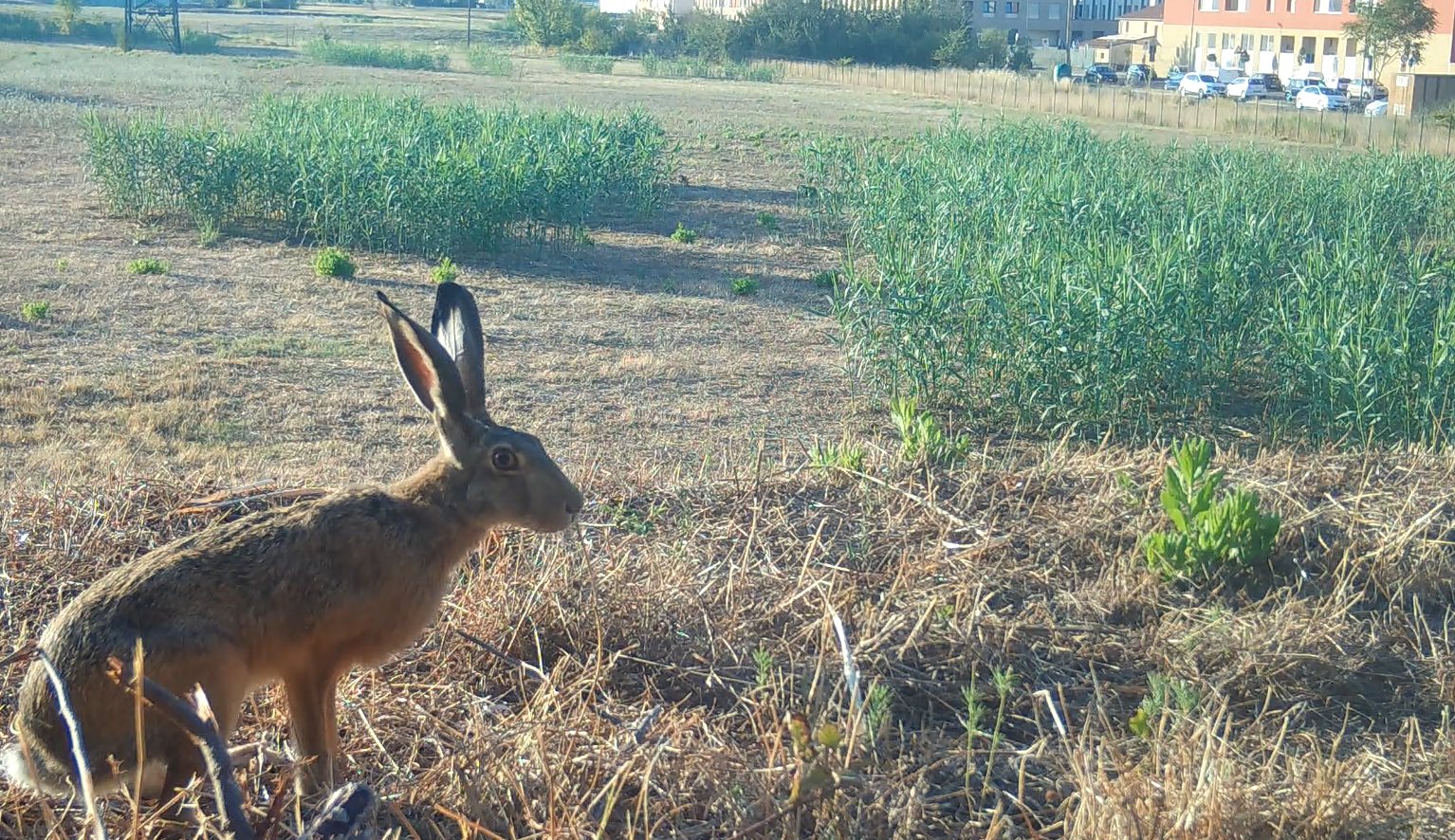 Avvio dei monitoraggi sulla biodiversità urbana