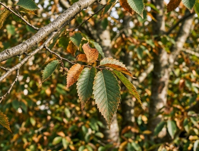Barcellona_ Climate Change & Biodiversity-1