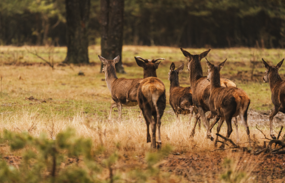 How your pet’s bowl can help protect wildlife in N...
