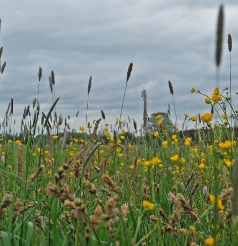Danube Biodiversity Corridor in Bavaria 2
