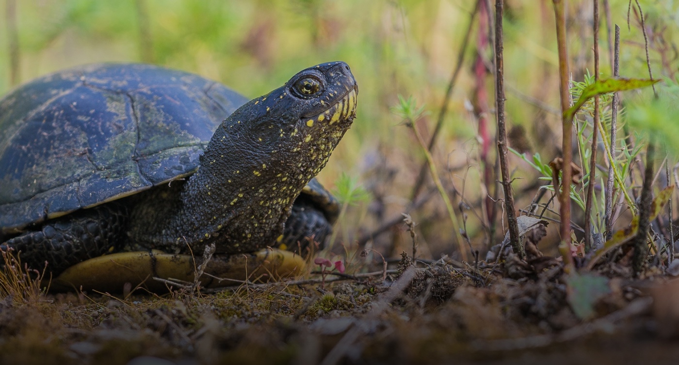 EU Biodiversity Corridors - Project Emys