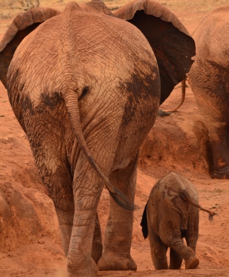Elephant Corridor in Tanzania-Area-di-int