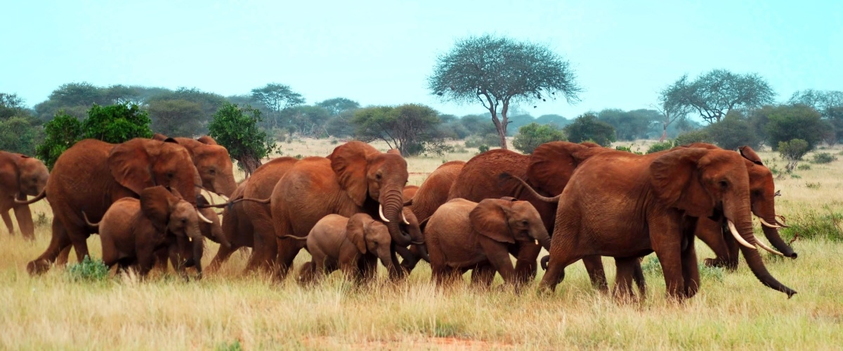 Elephant Corridor in Tanzania-page