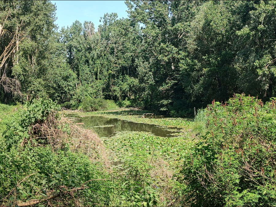 Emys swamp