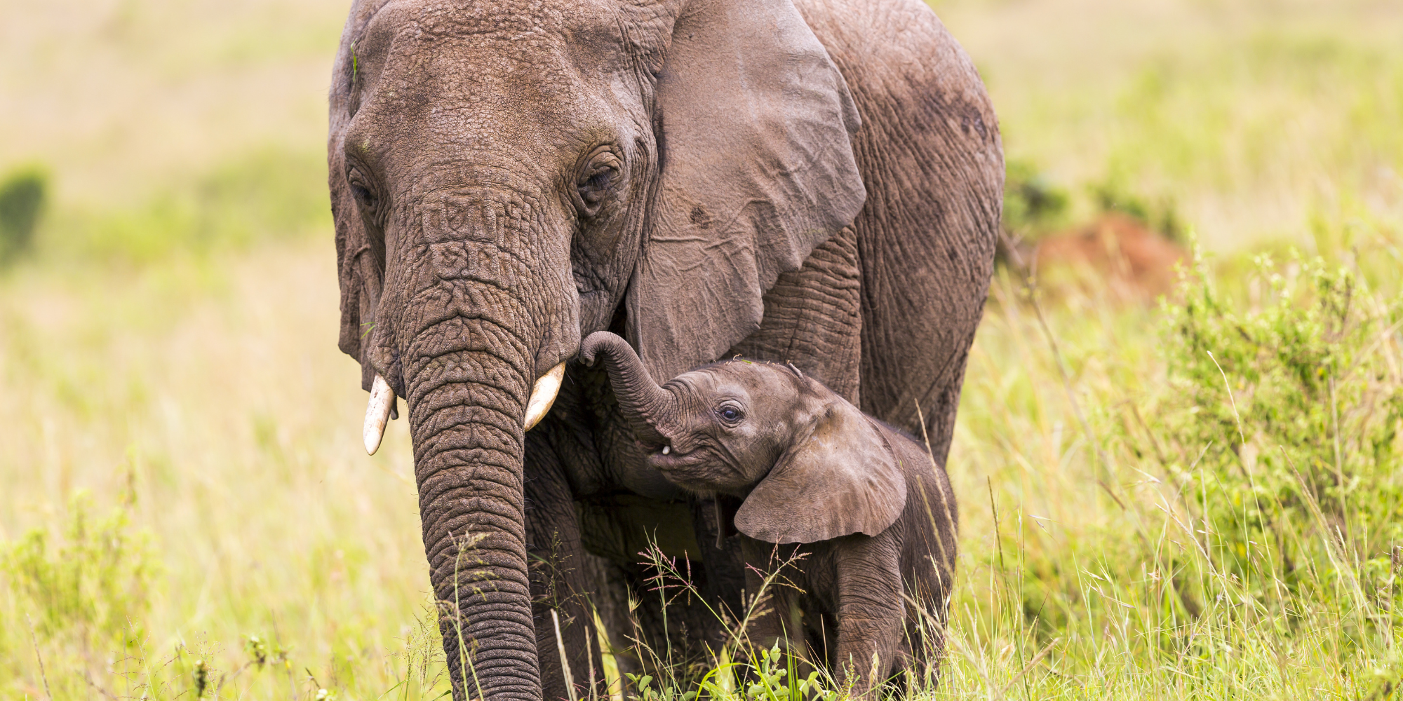 Éléphants : une relation extraordinaire entre mère...