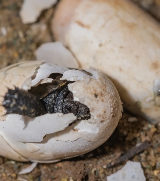 Progetto - Project Emys