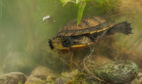 Progetto - Project Emys_1