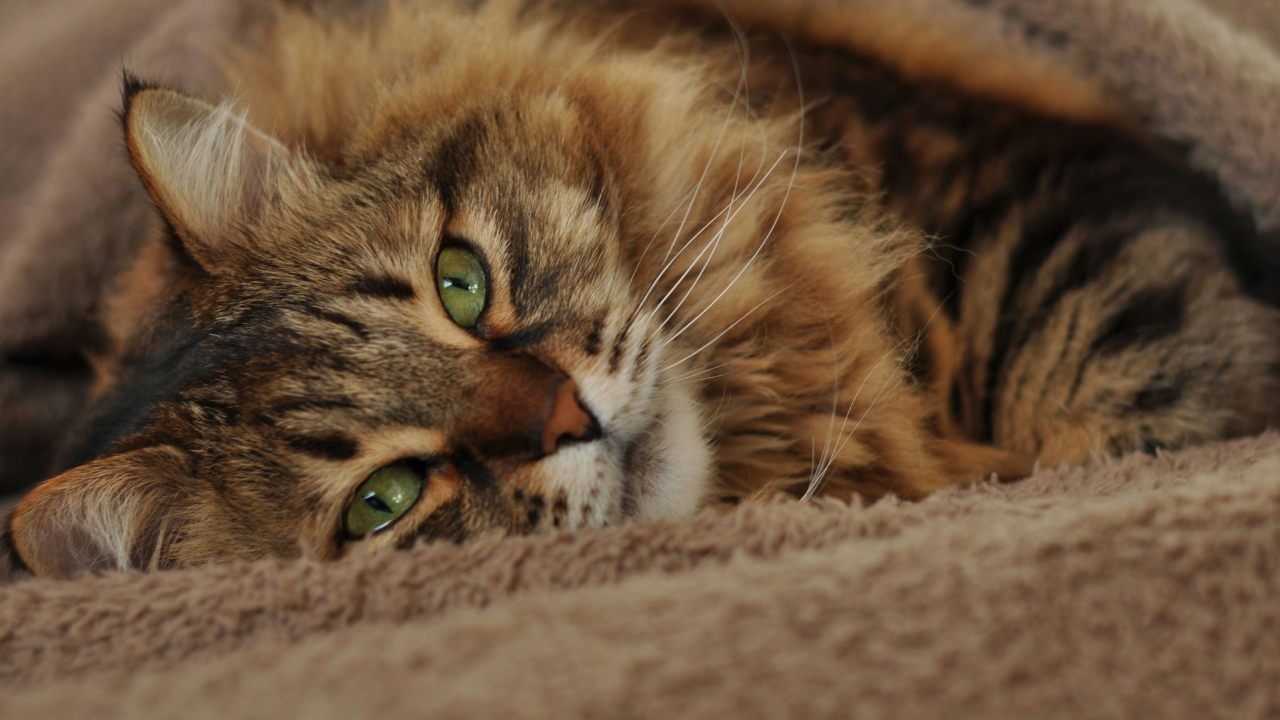 Qu’est-ce qui se cache vraiment derrière le ronronnement de votre chat ?