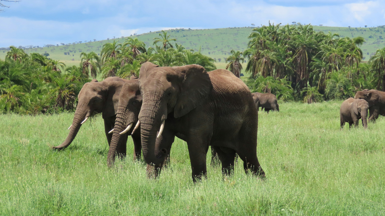 Comment un corridor écologique aide les éléphants ...