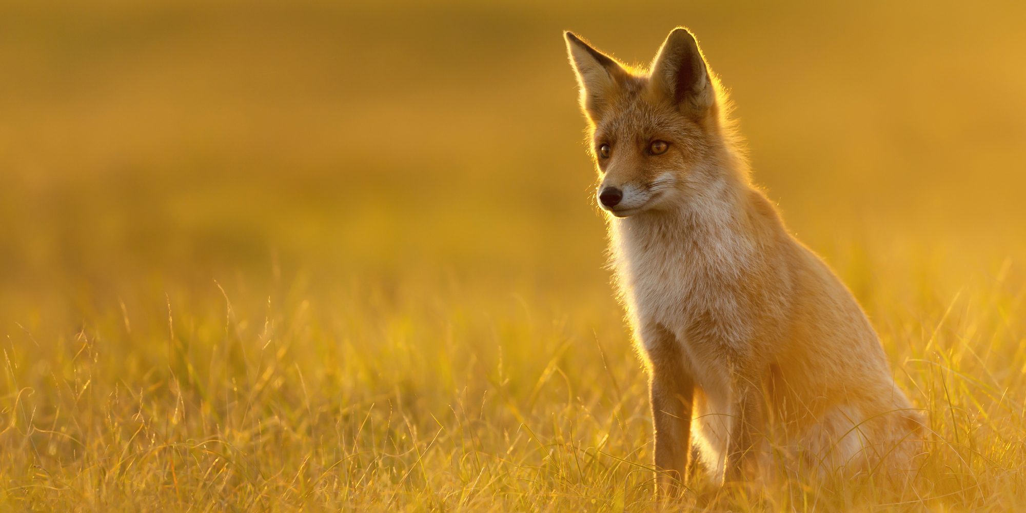 The Consultation on Hunting