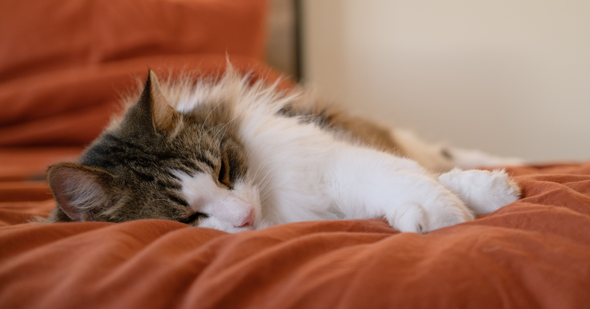 Comment enrichir l'environnement de son chat en in...