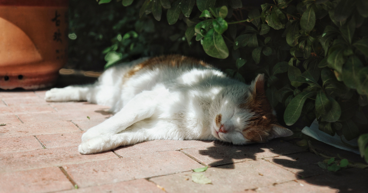 Come fanno i gatti a sopportare il caldo?