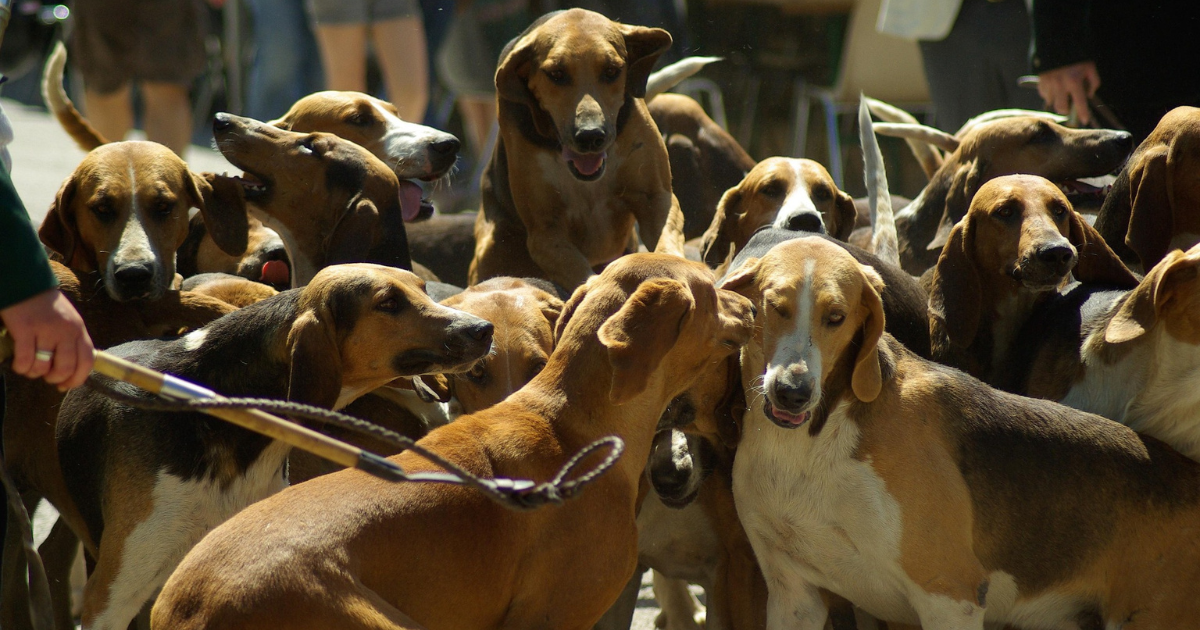 Chasse à courre : la souffrance invisible des chiens