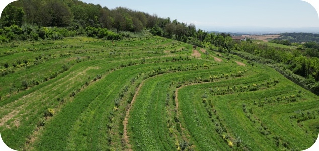 Villa Fortuna - RVF - Società Agricola Sperimentale-2