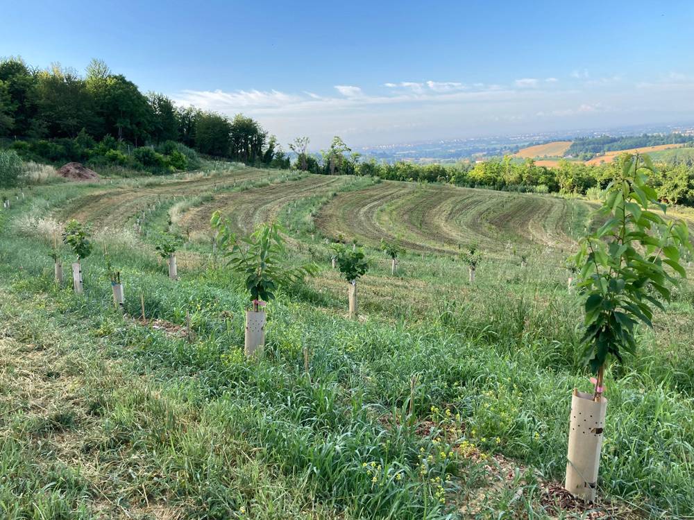 agroforestry