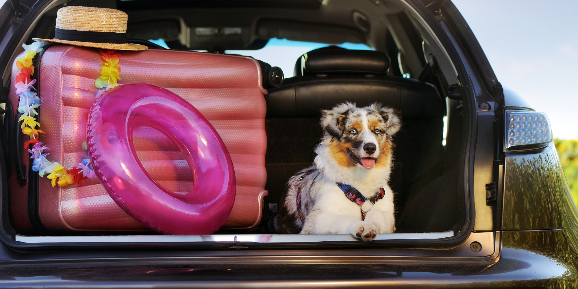 Viaggiare col cane: 11 consigli per una vacanza ze...