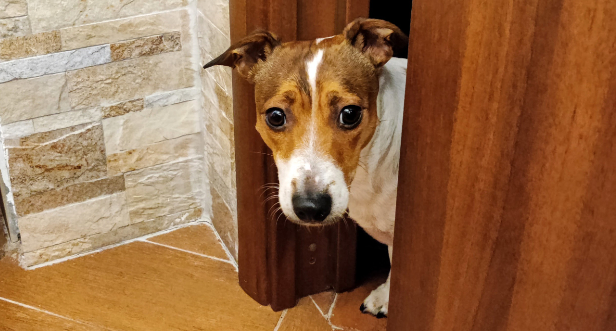 ¿Por qué tu perro te sigue a todas partes?