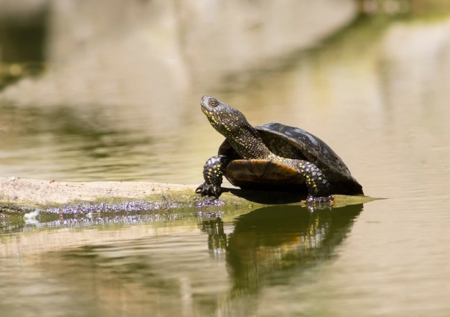 eu-bio-diversity-corridor--emys-3