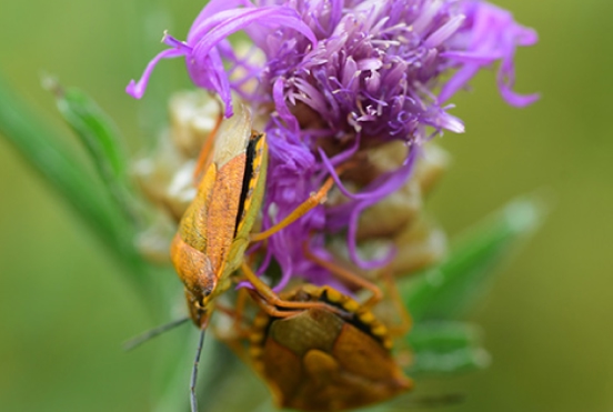 eu-bio-diversity-corridor-1