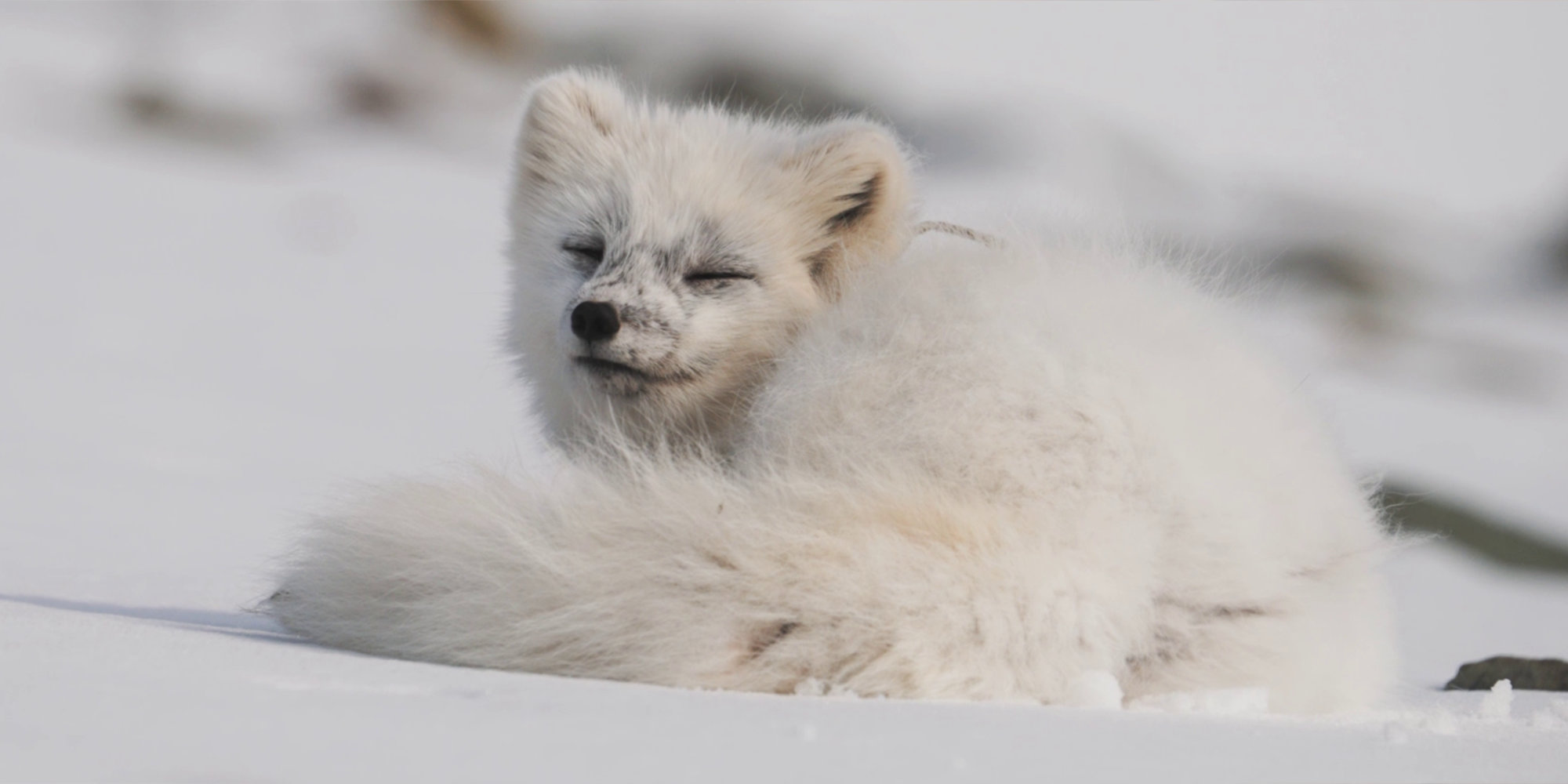Habitat. Le correnti del e sull'Atlantico europeo