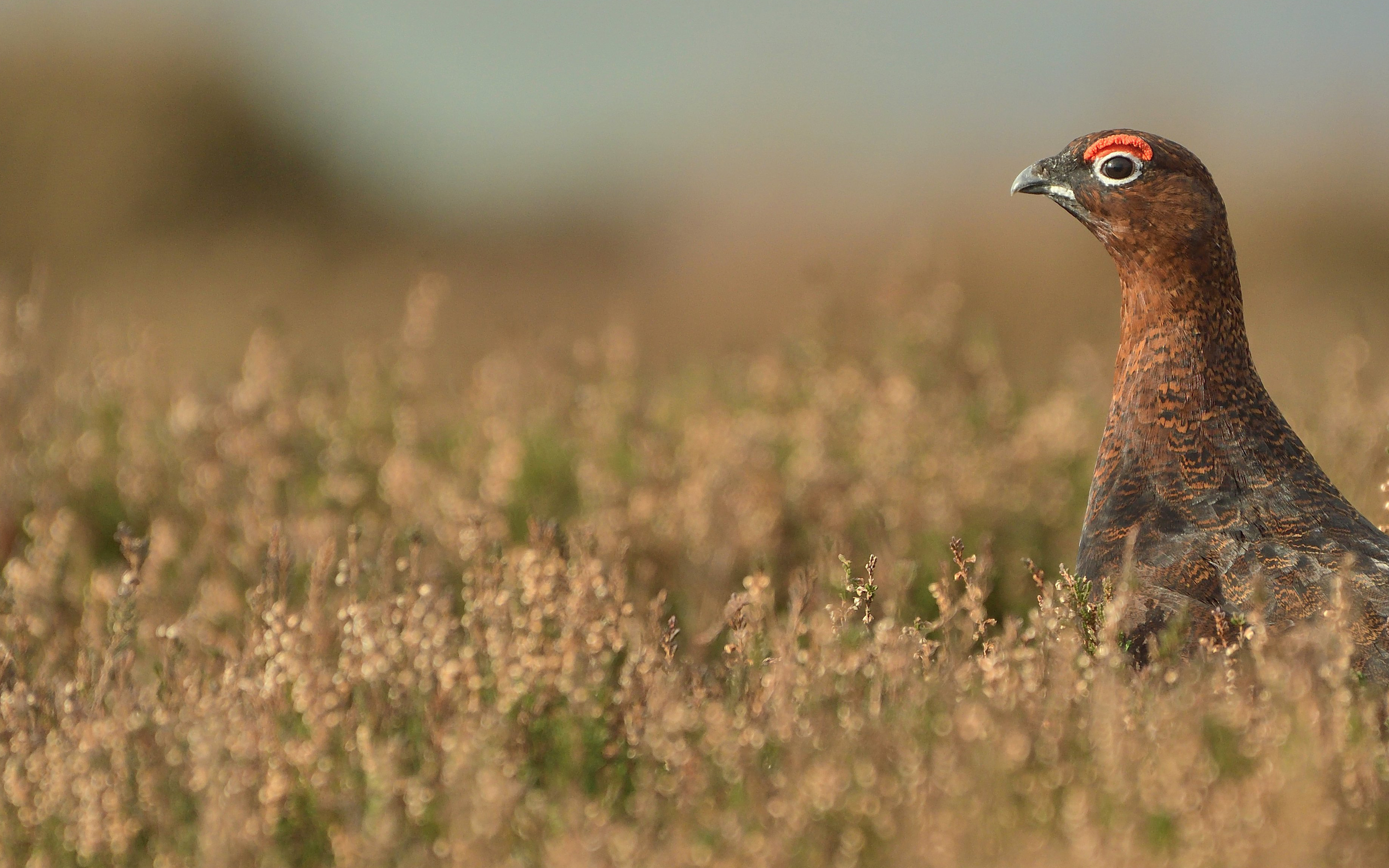 Ending the persecution of animals and wildlife in ...