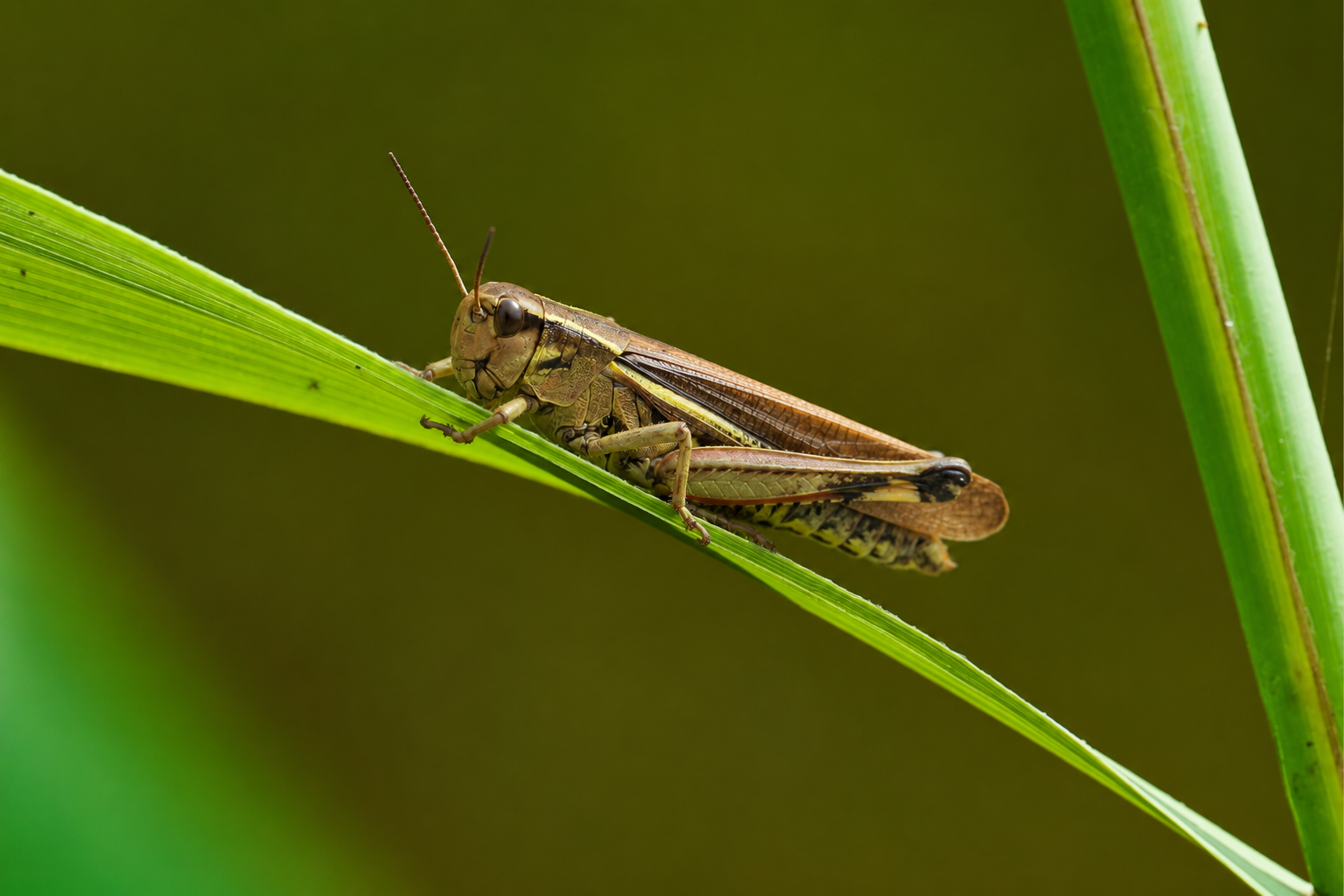 marsh grasshopper